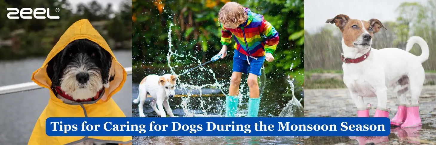 Top Tips for Caring for Dogs During the Monsoon Season - Zeelretail